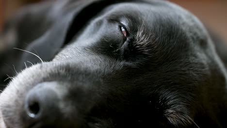 enfoque estrecho de un perro negro mayor durmiendo en el suelo