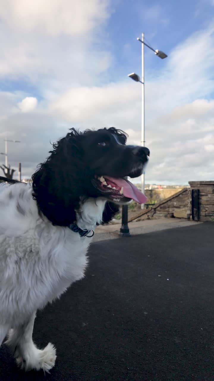 English Springer Spaniel with tongue out, enjoying a sunny day at the park