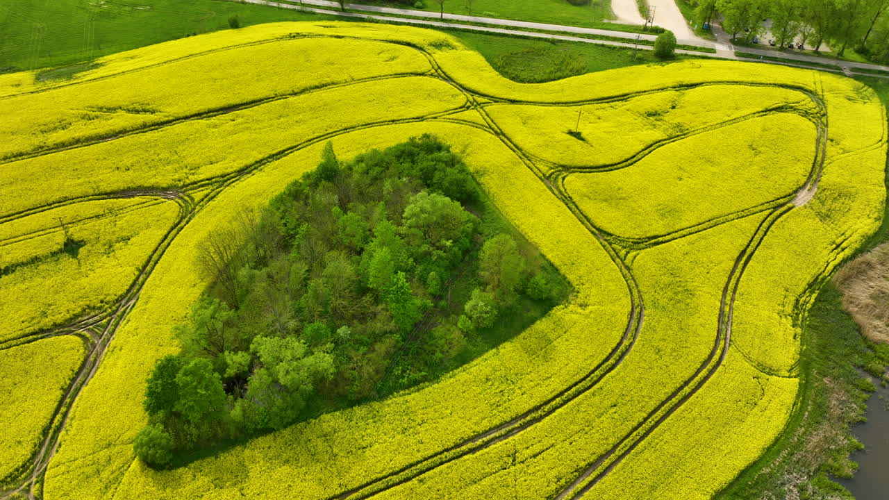 A top-down aerial view of a yellow rapeseed field with a dense green patch of trees and vegetation in the middle, showing the contrast between the crops and the natural vegetation