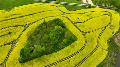 a top-down aerial view of a yellow rapeseed field with a dense green patch of trees and vegetation in the middle, showing the contrast between the crops and the natural vegetation