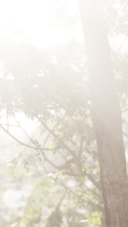 sunlight through the fog in a forest