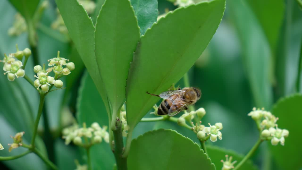 abeja de miel silvestre en euonymus japonicus capullo floreciente - cámara lenta