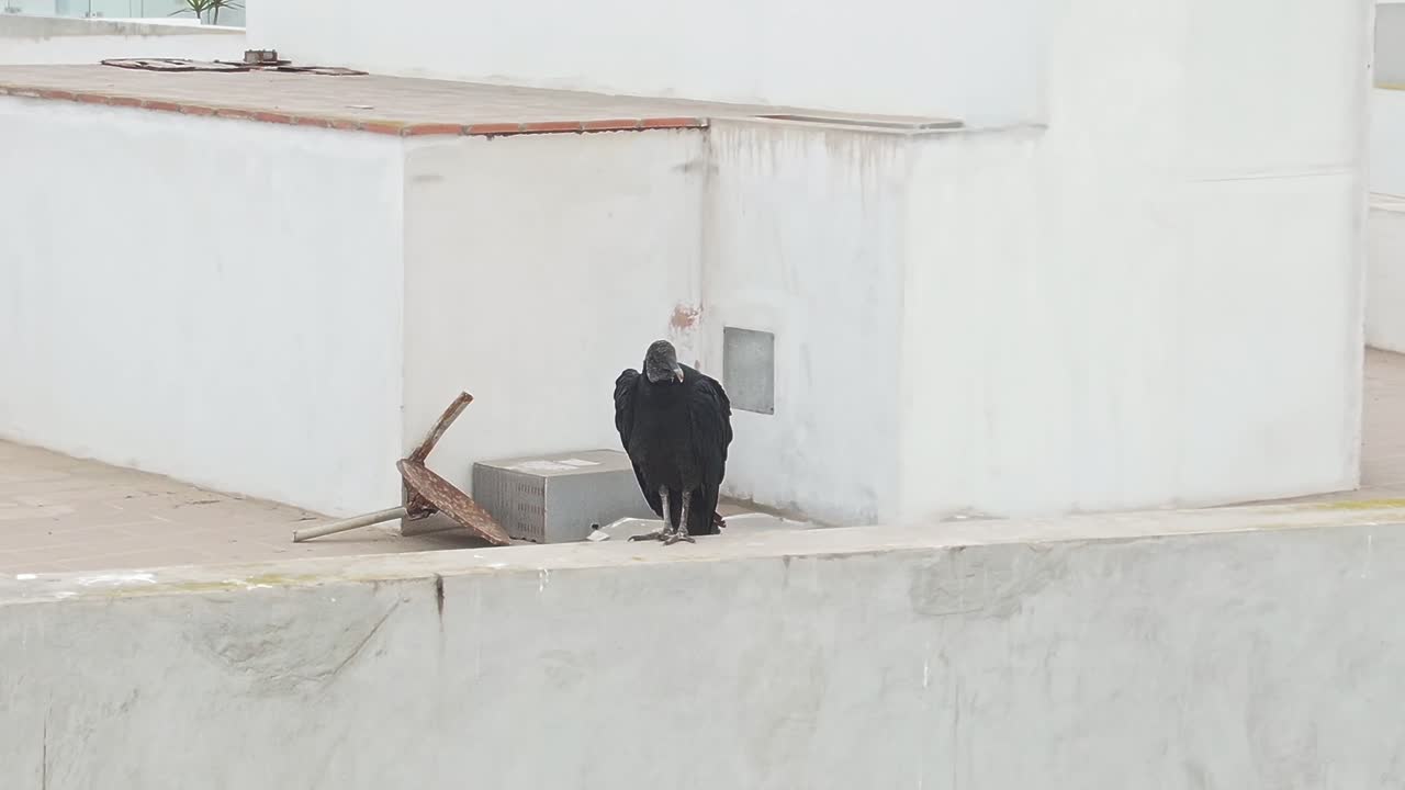 Lone black vulture stands on rooftop in Miraflores, Lima, evoking eerie calm