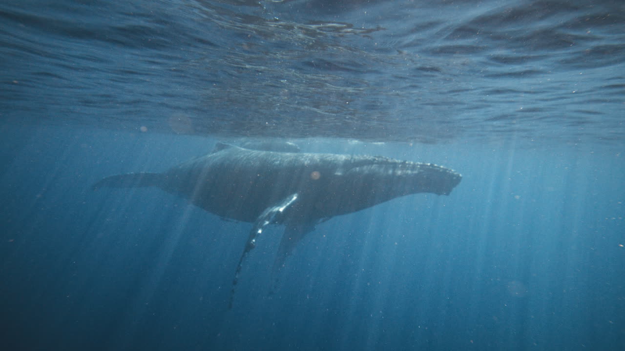 거대한 암 고래가 어린 새끼와 함께 헤엄치고 있다