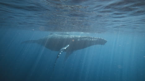 una ballena jorobada hembra gigante nadando con su pequeño ternero a remolque