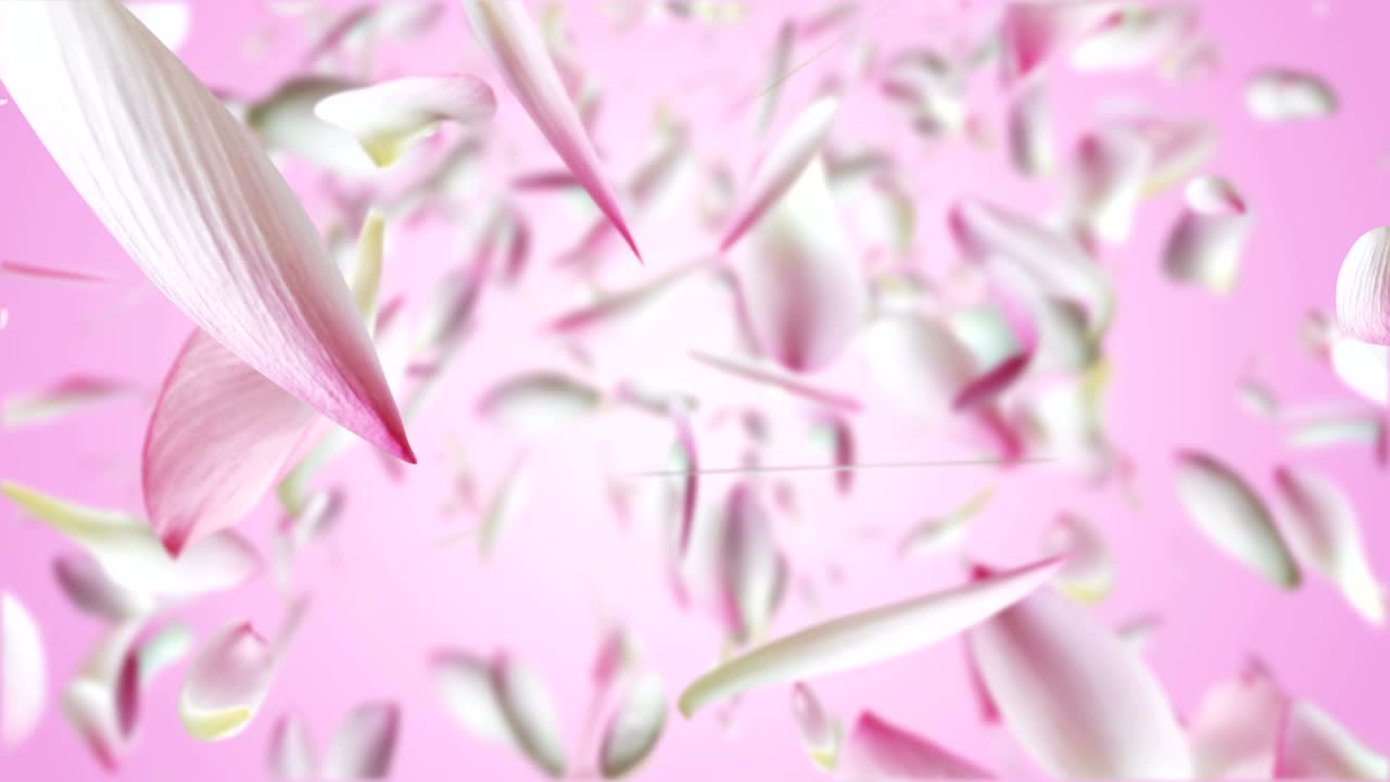 핑크 로터스 비행.