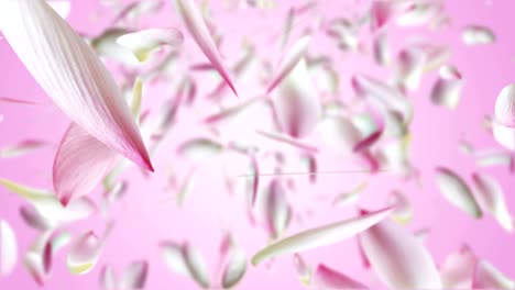 pink lotus flying.