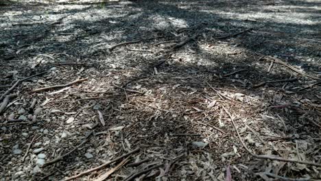 der pinselstreich der natur: der spielerische schatten eines baumes, der auf dem waldboden komplizierte muster erzeugt