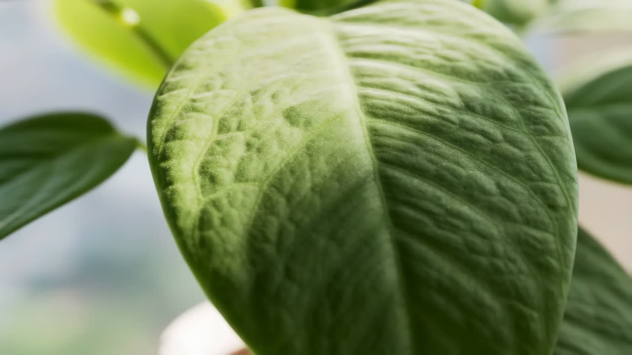 Close-up of a Vibrant Green Leaf