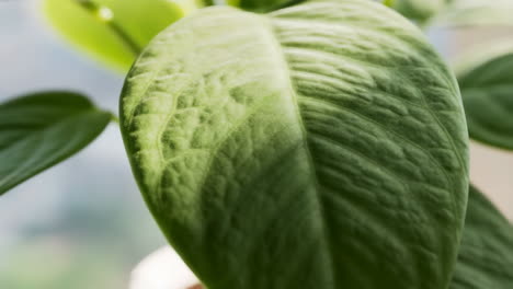close-up of a vibrant green leaf
