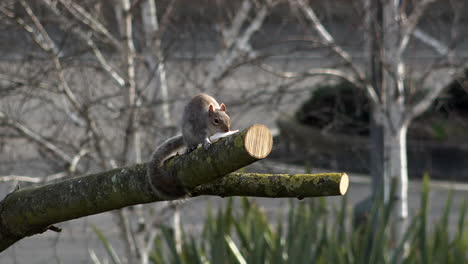 una ardilla gris se sienta al final de la rama de un árbol y come un trozo de pan