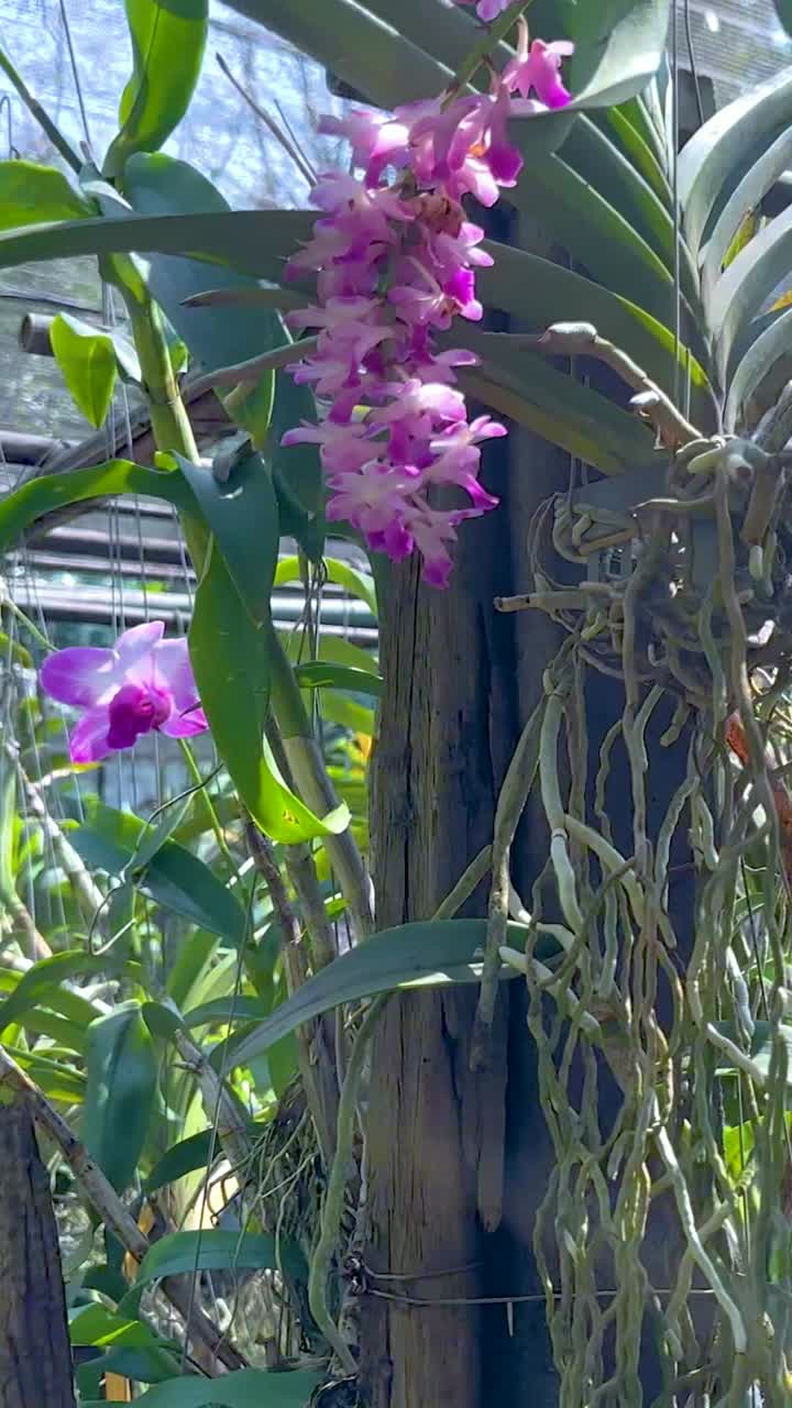 울창 한 정원 에서 활기찬 오키디아