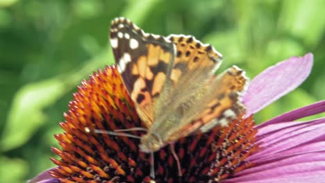 Extreme-Nahaufnahme-Makroaufnahme-Eines-Orangefarbenen-Kleinen-Schildpattschmetterlings,-Der-Nektar-Aus-Lila-Sonnenhut-Auf-Grünem-Hintergrund-Sammelt