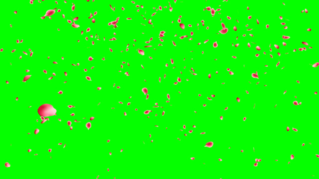 장미 꽃잎이 떨어집니다.