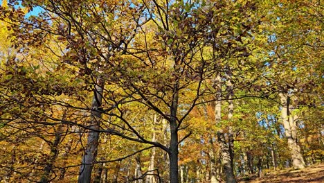 Tarde-En-El-Bosque-De-Otoño