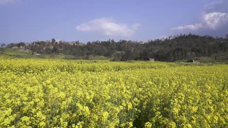 landscape view of blossom mustard farmland in lalitpur, nepal.