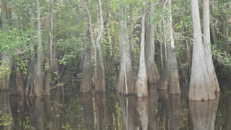 passing by trunks of tupelo and bald cypress trees, wide bottom cypress