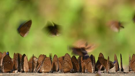 blue king crow, butterfly, euploea camaralzeman camaralzeman, kaleidoscope of butterflies playing in the afternoon sun, green forest bokeh at the background in kaeng krachan national park, thailand