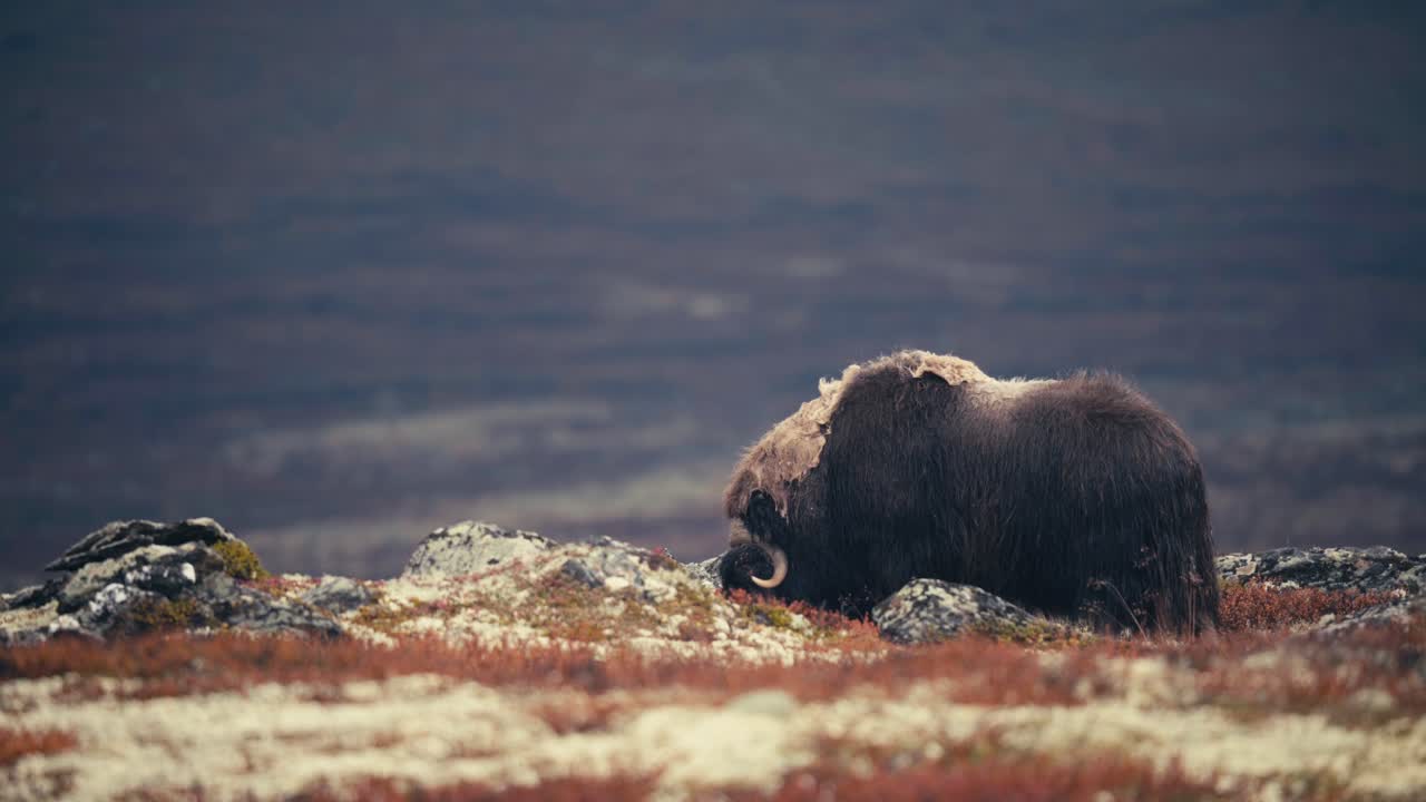 bueyes almizcleros en las montañas rocosas de dovre en noruega