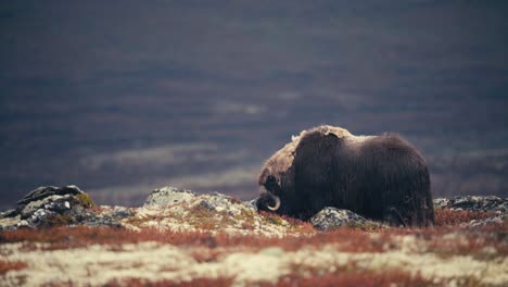 muskoxen on the rocky mountains of dovre in norway