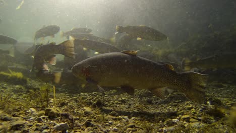 an underwater shot taken from a go pro of a group of fish in a fish farm swimming around