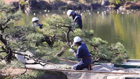 a gardener meticulously shapes a bonsai tree.