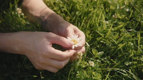 person holding a daisy in a grassy field