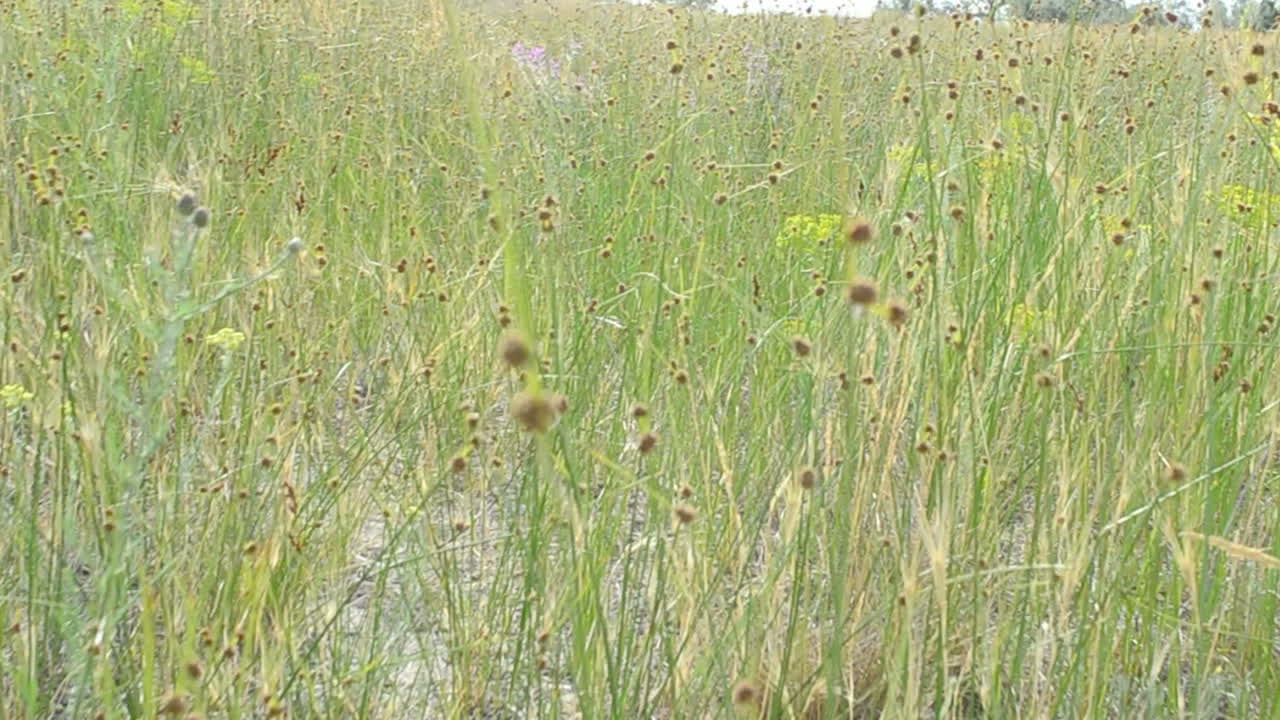Erba e cielo, natura. Erba bellissima.