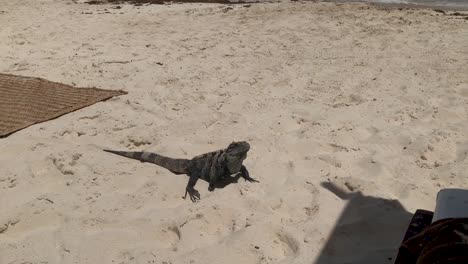 black spiny-tailed iguana on the beach in tulum