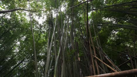 imágenes de gran angular de plantas de bambú con follaje denso