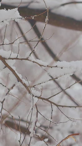 camera moves along thin and long brown tree branches with lying snow after last heavy snowfall extreme close view slow motion