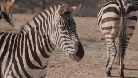 family of zebras in the wild close up