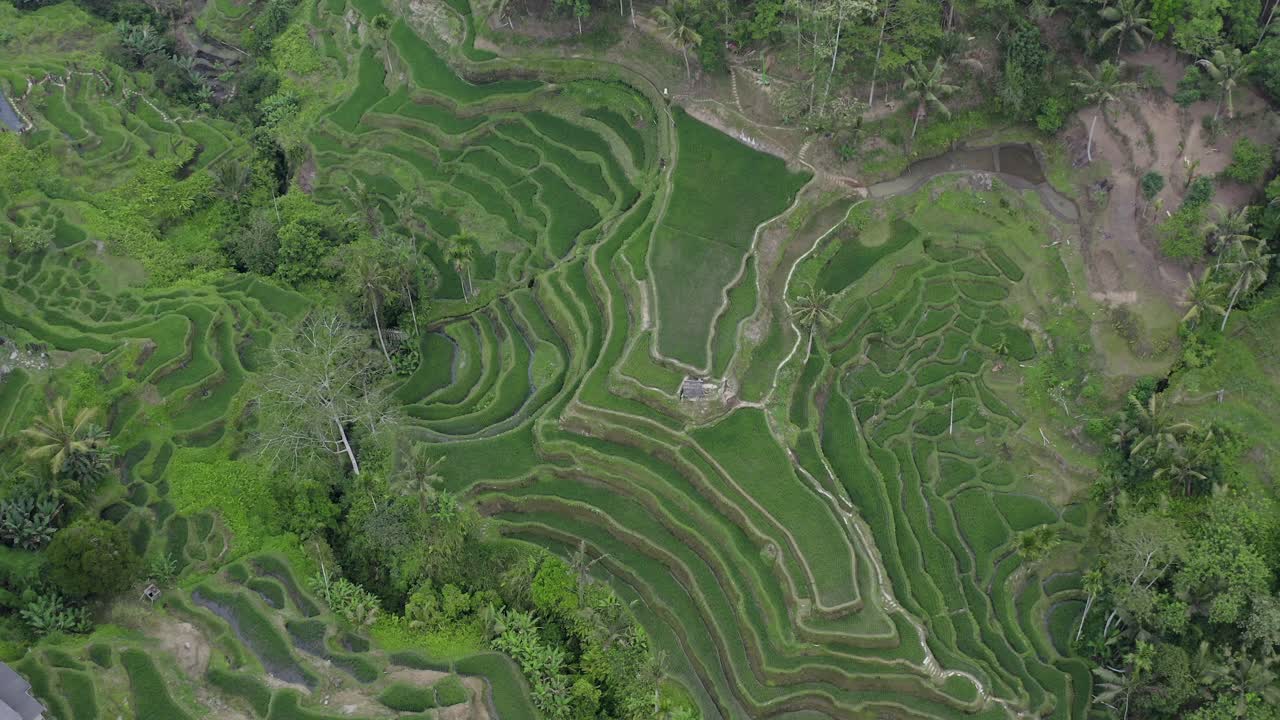 vista desde un avión no tripulado de las terrazas de arroz de tegallalang en bali