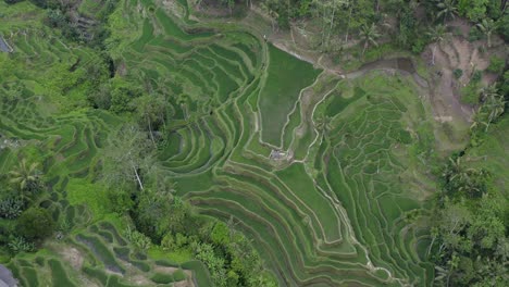 Drohnenansicht-Der-Tegallalang-Reisterrassen-Auf-Bali