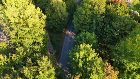 country road under a canopy of green autumn trees