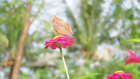 Brauner-Schmetterling-Thront-Auf-Einer-Roten-Blume-Auf-Einem-Hintergrund-Von-Büschen