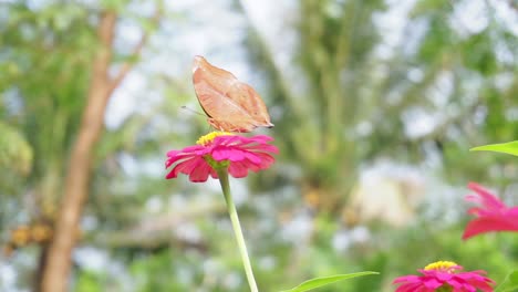 brown butterfly perched on a red flower on a background of bushes