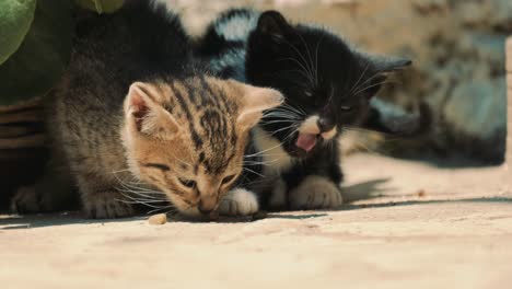 two kittens eating kibble food outside in the sun