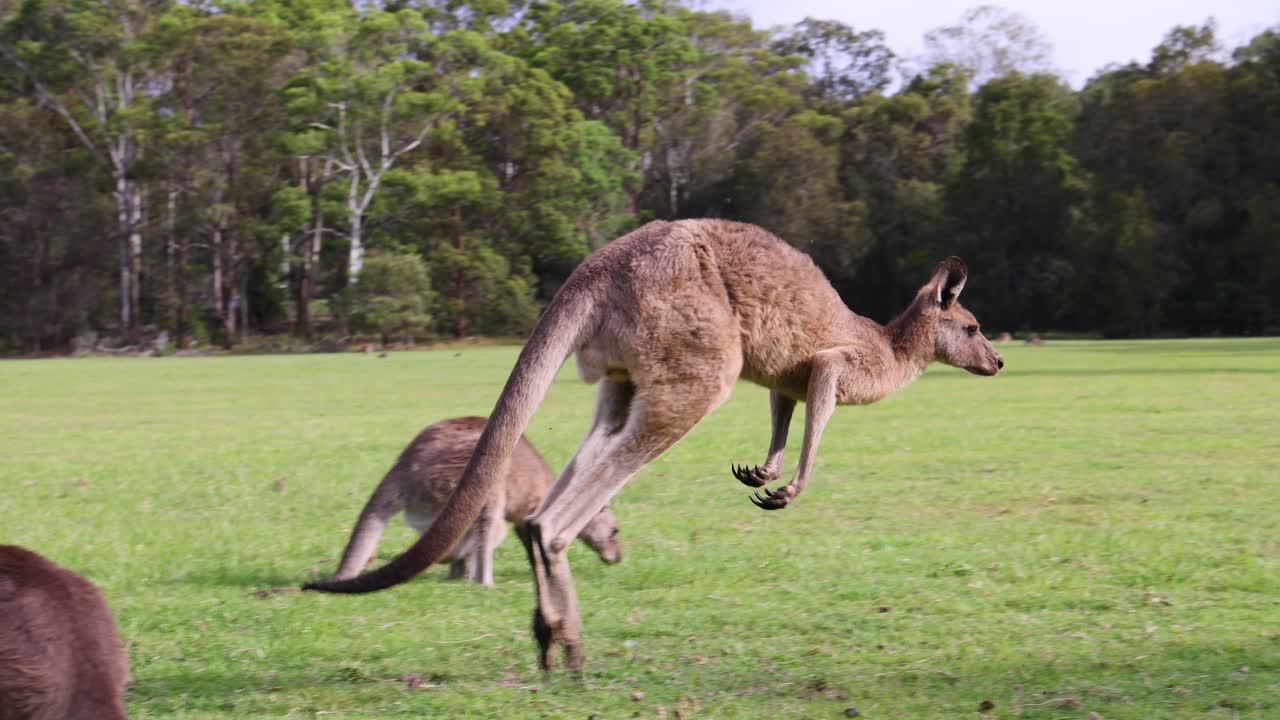 canguros saltando, pastando y socializando en un campo cubierto de hierba