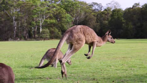 kangaroos hopping, grazing, and socializing in a grassy field