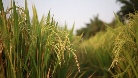 Arroz-Joven-Balanceándose-Con-Fuerte-Viento-Y-Olas-En-Campo-Verde