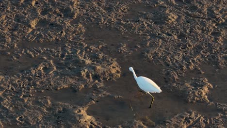 a great egret wades through mudflats at sunset, hunting for fish in port douglas, australia. captured in slow-motion aerial footage