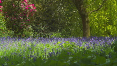 enys gardens carpet of bluebell flowers swaying with the wind in springtime in england, uk