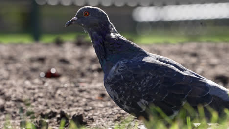 close-up of a pigeon walking along the streets of denver, colorado, with the urban dry landscape in the background