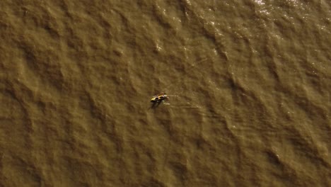 Aerial-top-down-tracking-over-couple-of-rowers-paddling-in-kayak-at-sunset