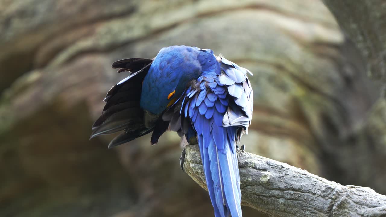 이국적인 하이아신스 아카우 (anodorhynchus hyacinthinus) 는 위에 서서 날개 털을 정리하고 정리하며, 눈에 띄는 파란 털, 취약한 조류 종을 흔들고 어니다.