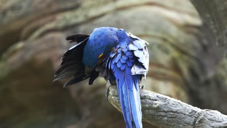 el exótico guacamayo hyacinto, anodorhynchus hyacinthinus, se alza en la cima, limpiando y arreglando sus plumas de las alas, sacudiendo y abullendo su llamativo plumaje azul, una especie de ave vulnerable