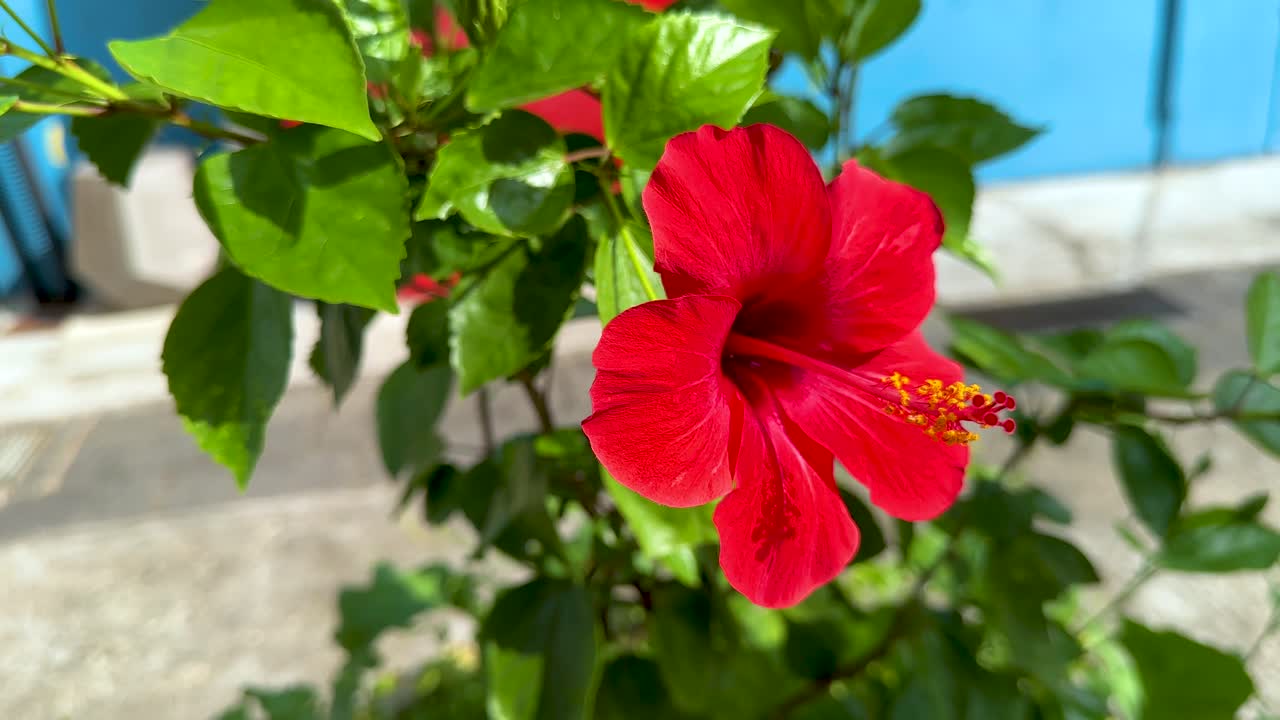 Bright red hibiscus flower blooming outdoors, surrounded by green leaves and colorful background elements