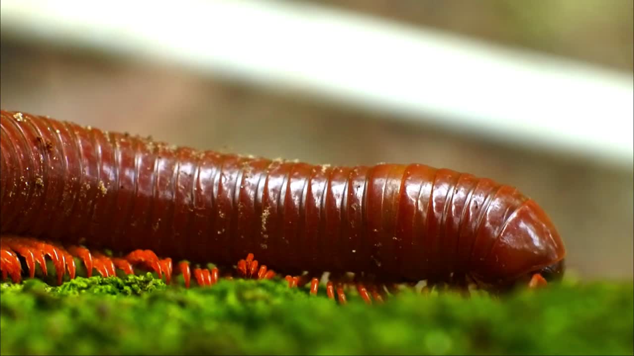 kluwing video en cámara lenta