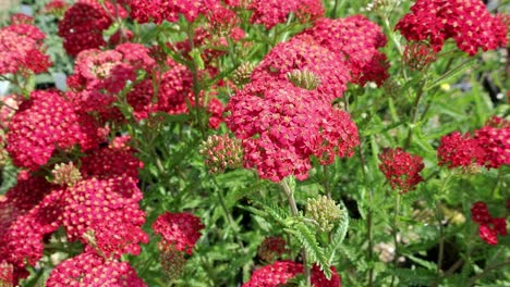 vino de verano achillea formando un grupo perenne de follaje verde oscuro emplumado